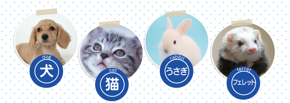 犬、猫、うさぎ、フェレット